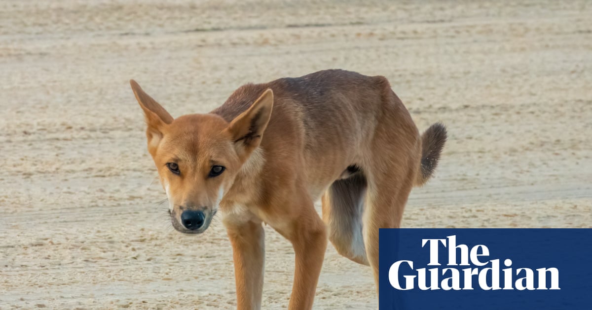 Dingoes on Australia’s K’gari island to be euthanised after death of Canadian tourist Piper James | K'gari (Fraser Island)