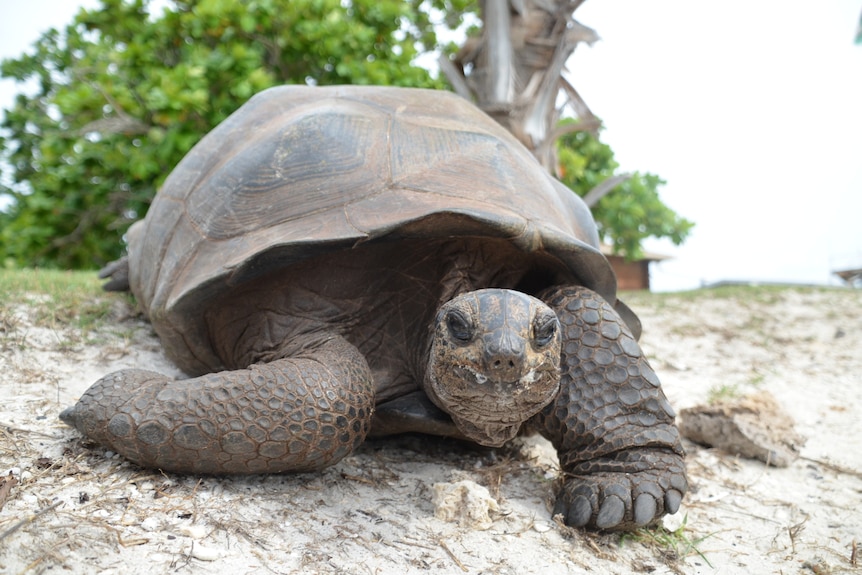 A large land tortoise with scaly brown on a beach close-up looking down the barrel of the camera.