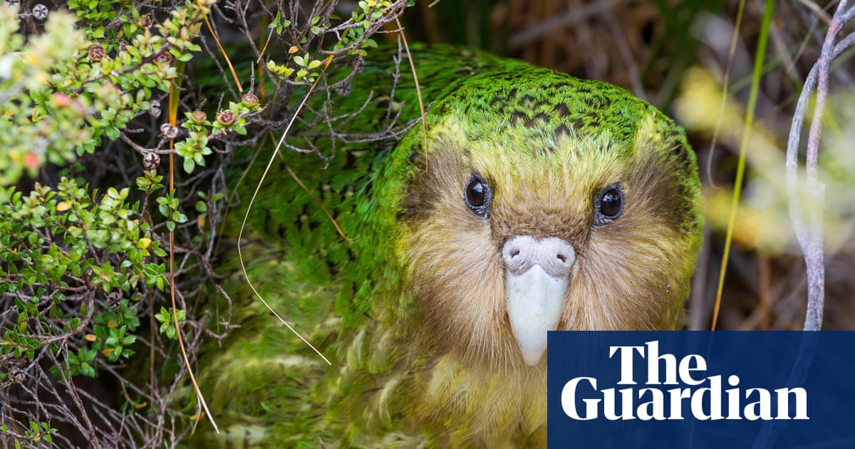 Berry nice to meet you: bumper fruit crop could lead to huge mating season for NZ’s endangered kākāpō | New Zealand