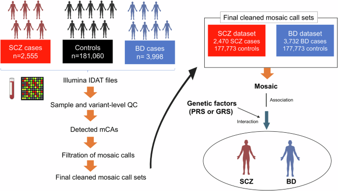 Associations between mosaic loss and schizophrenia or bipolar disorder of young age