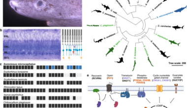 The visual system of the longest-living vertebrate, the Greenland shark
