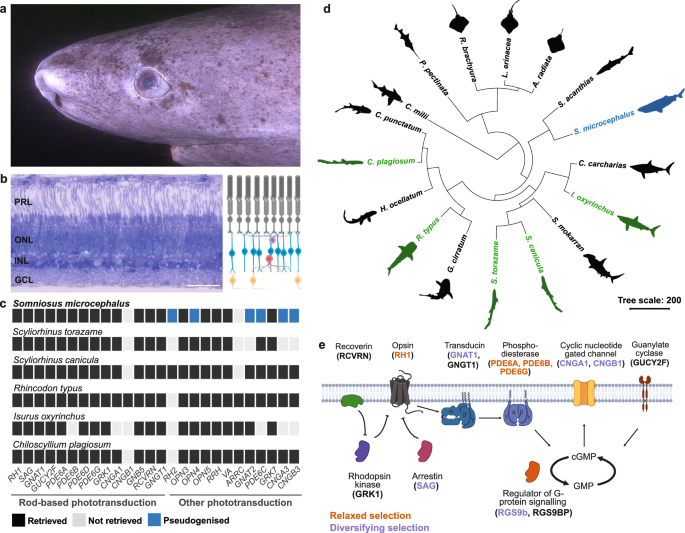 The visual system of the longest-living vertebrate, the Greenland shark