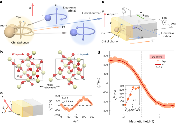 Orbital Seebeck effect induced by chiral phonons