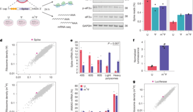 N1-Methylpseudouridine directly modulates translation dynamics