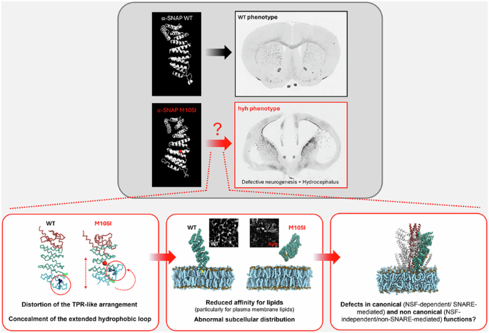 A pathogenic mutation in α-SNAP impairs membrane lipid binding by concealing a critical hydrophobic loop