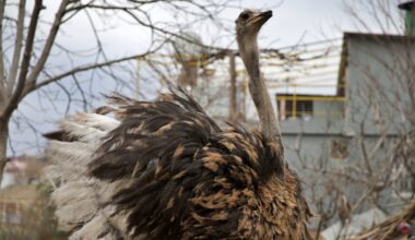 Turkish man turns gifted ostriches into business plan