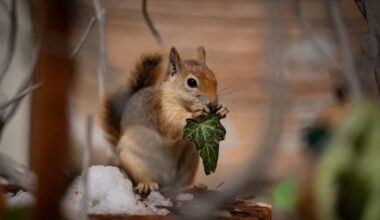 'Yoda' the red squirrel in Türkiye gradually reintroduced to wild