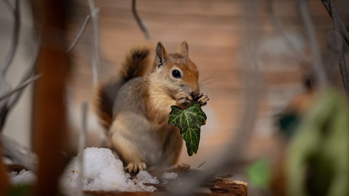 'Yoda' the red squirrel in Türkiye gradually reintroduced to wild
