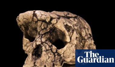 Fresh bone analysis makes case for earliest ‘ancestor of humankind’, but doubts remain | Palaeontology