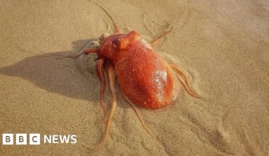 Rare octopus spotted on Tenby's North Beach before vanishing