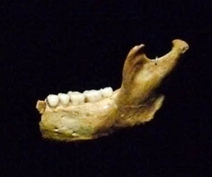 Fossils of a Homo antecessor.