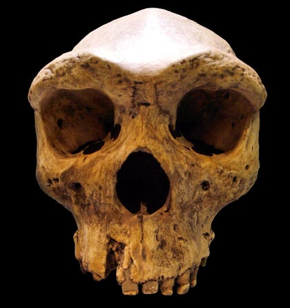 The skull of Kabwe Man in Zambia.