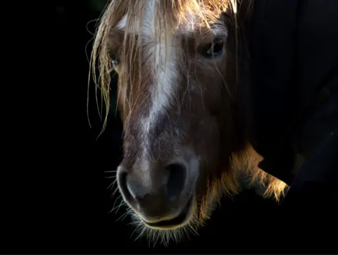 Michaela Murray A close-up of a horse’s face, damp with rain, on a black background.