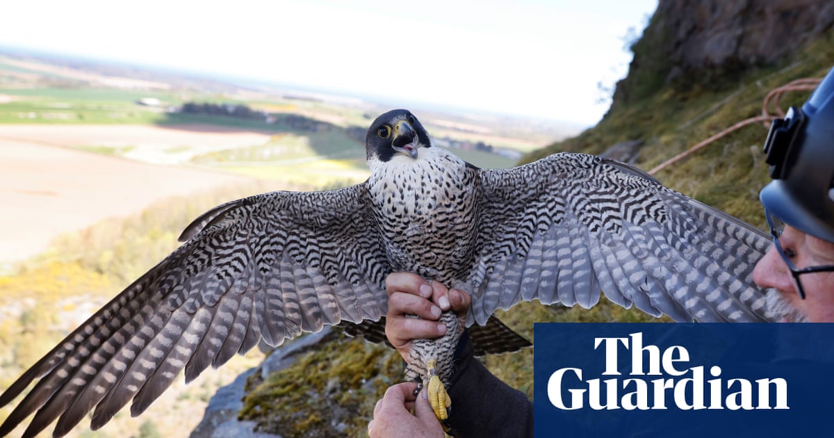 How falcon thieves are targeting the UK’s protected birds | Environment