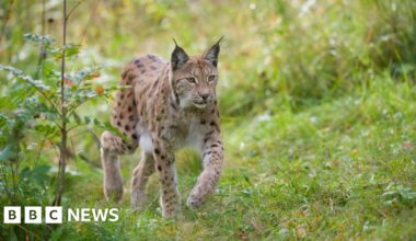 Highland and Moray locals to be asked for views on lynx reintroduction