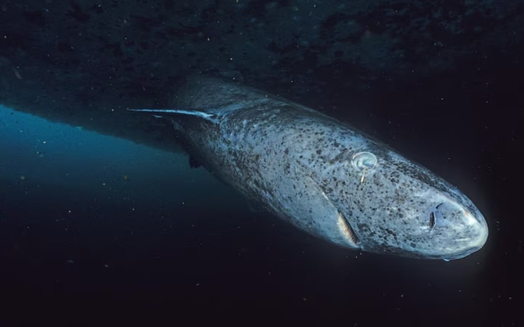 Greenland sharks can live for up to 400 years — so it's possible that some sharks alive today may have been born before the British colonised Australia.