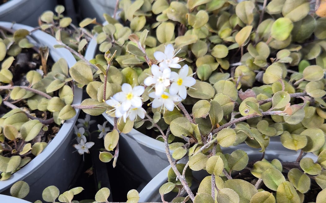 The critically endangered forget-me-not Myosotis petiolata is endemic to Hawke's Bay.