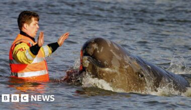 How a rescue attempt of a whale in the Thames brought millions together