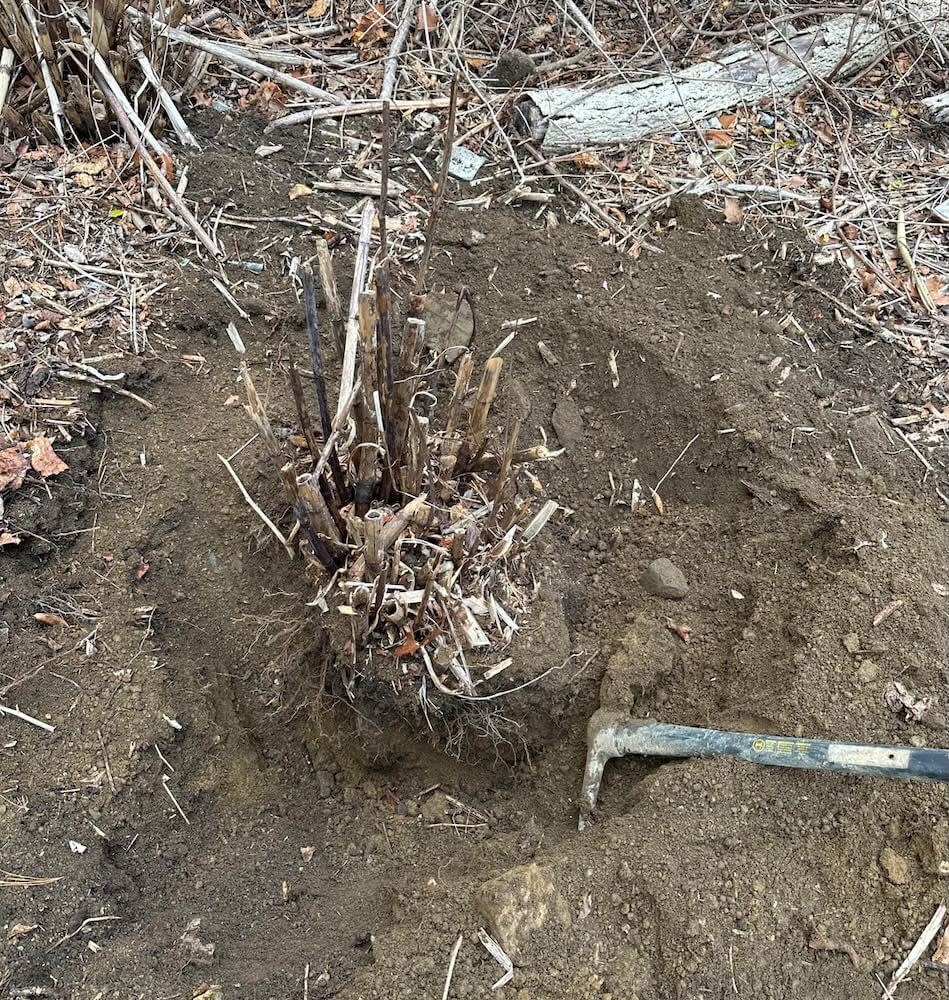 One Redditor shared their fight against an invasive knotweed plant, posting three photos of themselves digging it out.