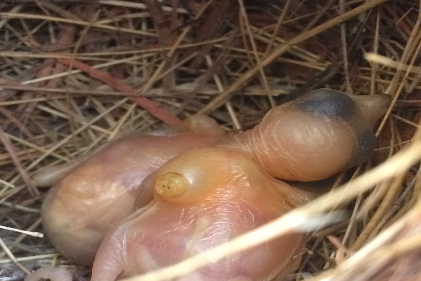 A bald forty spotted pardalote chick with a parasite on its side in a nest.