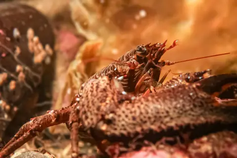 Robin Blythe A close-up of a spiny lobster shows its speckled shell, antennae, and claws. Warm, blurred underwater tones surround the creature as it rests among rocks and marine debris.