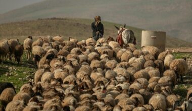 The Israeli Ethnic Cleansing Militias in the West Bank Have Suceeded Once Again