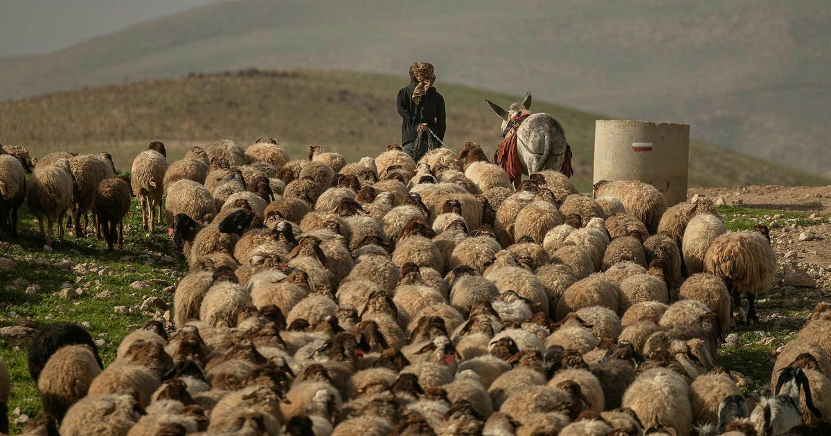 The Israeli Ethnic Cleansing Militias in the West Bank Have Suceeded Once Again