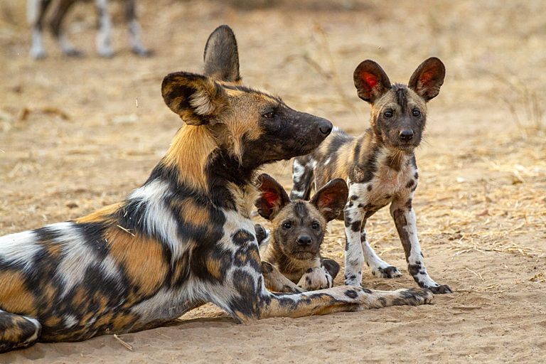 TX DATE:,TX WEEK:,EMBARGOED UNTIL:28-10-2025 00:00:00,PEOPLE:The African Wild Dog, also known as the African Hunting Dog or Painted Dog (Lycaon pictus).,DESCRIPTION:In wild dog (Lycaon pictus) packs, all the members help raise the next generation. Storm, the alpha female, relies on one of her older daughters (pictured) to look after the newest pups.,COPYRIGHT:©BBC STUDIOS,CREDIT LINE:©BBC STUDIOS Natural History Unit/Anna Place