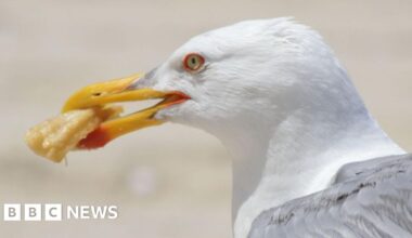 By-law bids to ban feeding gulls in Eyemouth after attacks