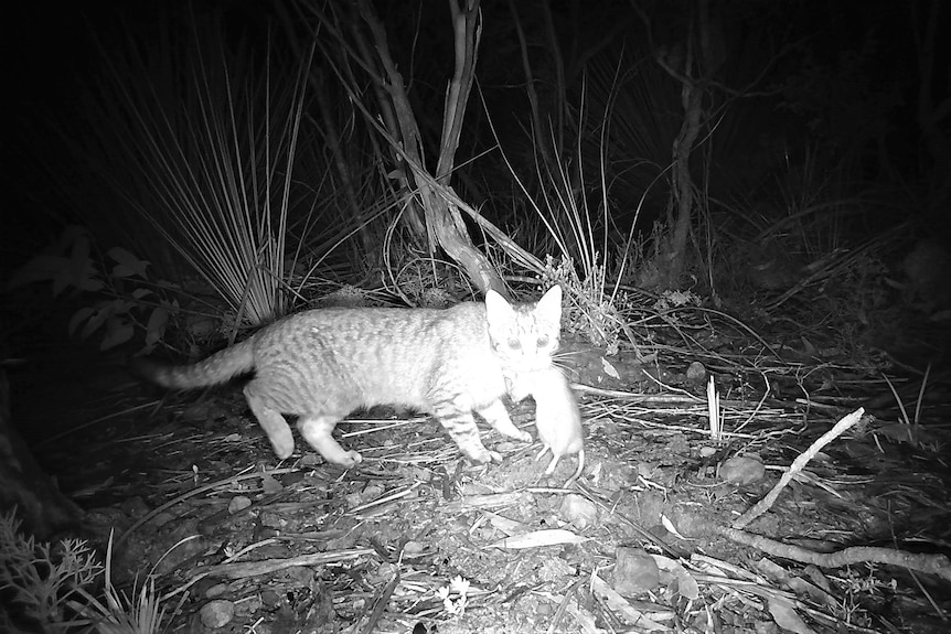 A night-vision image of a feral cat with an animal in its mouth.