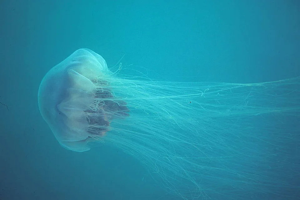 <p class="copyright">©Derek Keats / CC BY 2.0 - <a href="https://commons.wikimedia.org/wiki/File:Lion%27s_mane_jellyfish,_or_hair_jelly,_Cyanea_capillata,_the_largest_know_jellyfish_in_Newfoundland,_Canada._%2821398527971%29.jpg#/media/File:Lion's_mane_jellyfish,_or_hair_jelly,_Cyanea_capillata,_the_largest_know_jellyfish_in_Newfoundland,_Canada._(21398527971).jpg" rel="nofollow noopener" target="_blank" data-ylk="slk:Original;elm:context_link;itc:0;sec:content-canvas" class="link ">Original</a> / <a href="https://creativecommons.org/licenses/by/2.0/" rel="nofollow noopener" target="_blank" data-ylk="slk:License;elm:context_link;itc:0;sec:content-canvas" class="link ">License</a></p>