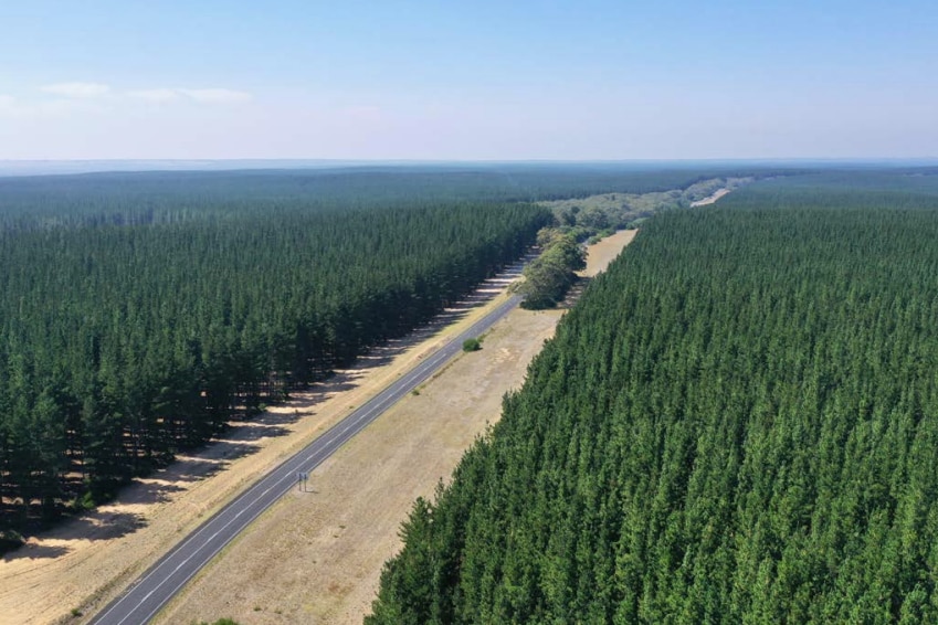 An aerial shot of pine forestry plantations. 