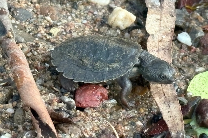 A small turtle sitting on a sandy bank.