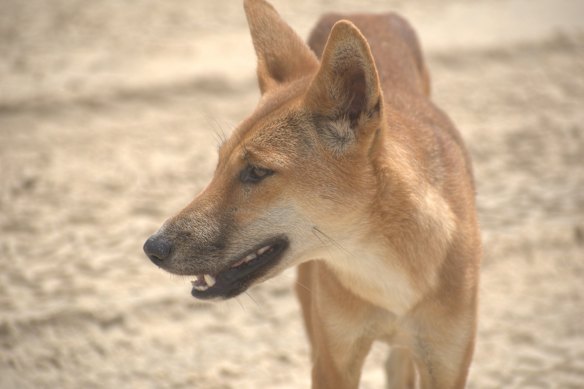 K’gari is home to about 200 dingoes, separated from mainland populations.
