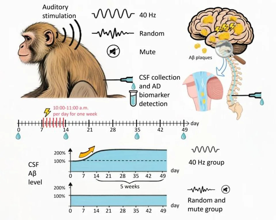 Illustration of 40Hz auditory stimulation of aged monkeys (KIZ)