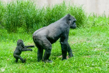 Earliest hominin Article