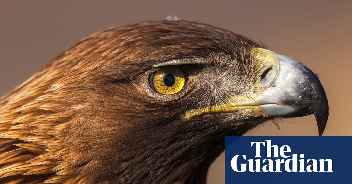 ‘We thought they would ignore us’: how humans are changing the way raptors behave | Birds