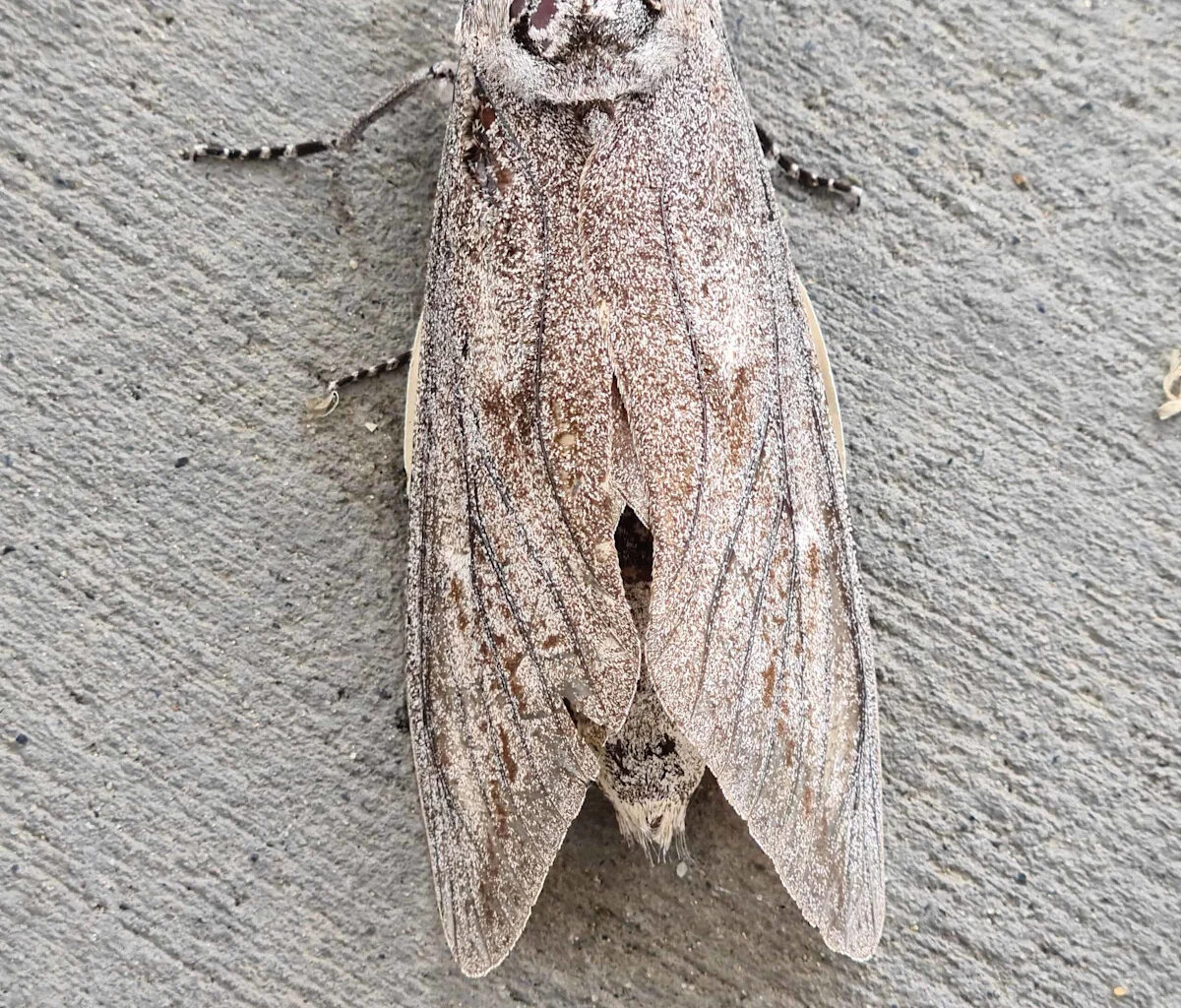 These Tiny Moths Navigate Hundreds of Miles Using the Stars