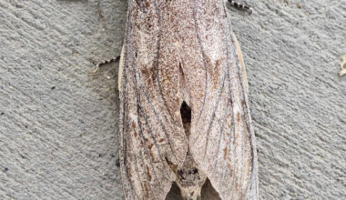 These Tiny Moths Navigate Hundreds of Miles Using the Stars