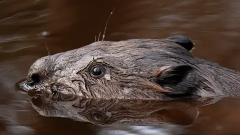 PA Media A beaver's head just above water
