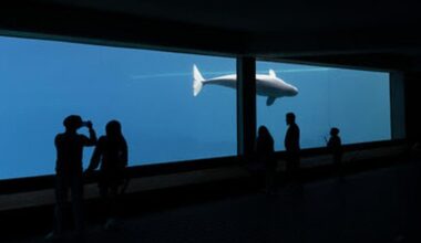 Ottawa conditionally approves export of Marineland belugas, dolphins - thespec.com