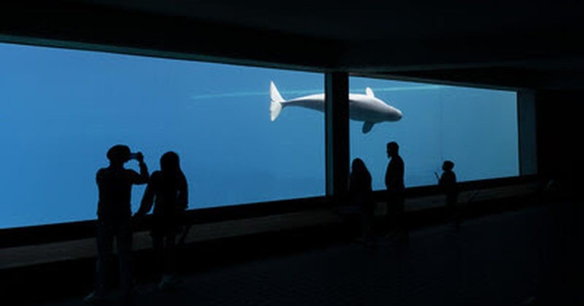 Ottawa conditionally approves export of Marineland belugas, dolphins - thespec.com