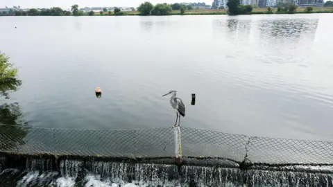 Matthew Chattle/Getty A heron spotted in Walthamstow Wetlands last summer perches on a fence