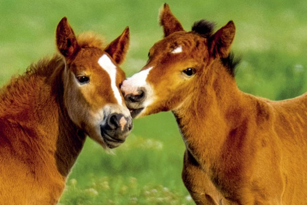 A photographer's lens reveals the spirit of horses