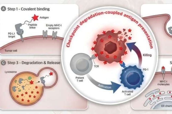 New strategy to fight cancer developed