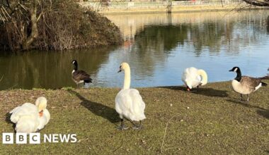 Three cases of bird flu found in swans and geese in Bedford