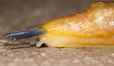 Yahoo lifestyle home