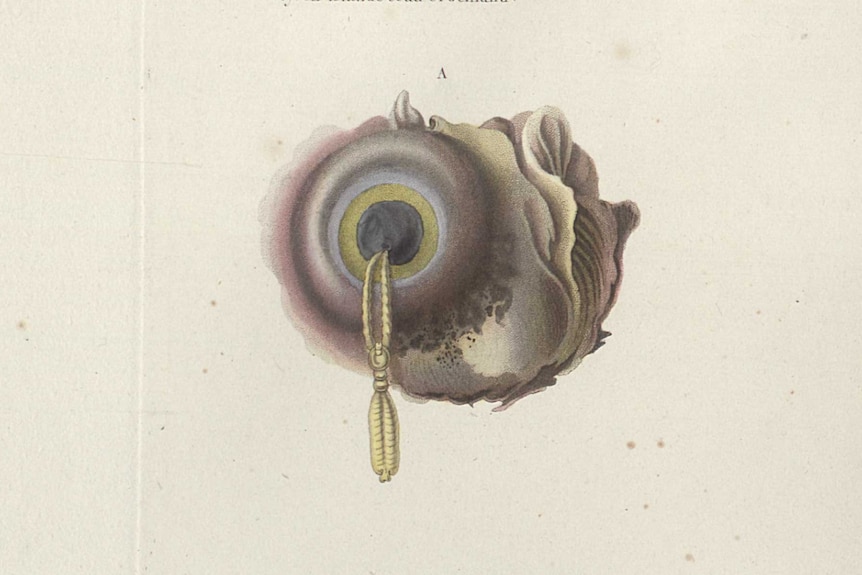 An old illustration of a shark eye with a white ribbon or tassel-like crustacean piercing the cornea.