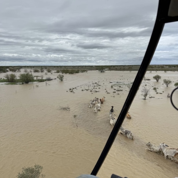 Cattle pictured from a helicopter wading through floodwater in a line. 