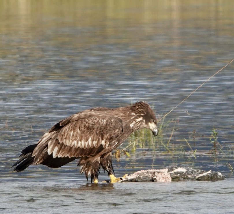 A juvenile bald eagle pecks at an easy meal of dead salmon.
